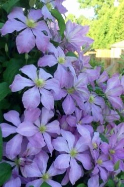 Mrs. Cholmondeley Clematis - 1 Gallon Pot -Flora Bloom Shop clematis mrs cholmondeley 8
