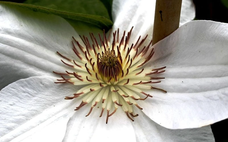 Mrs. George Jackman Clematis - 1 Gallon Pot 5 Mrs. George Jackman Clematis - 1 Gallon Pot - Image 5