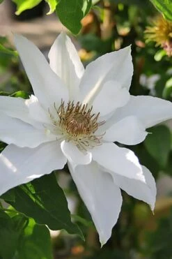 Mrs. George Jackman Clematis - 1 Gallon Pot 11 Mrs. George Jackman Clematis - 1 Gallon Pot -Flora Bloom Shop clematis mrs george jackman 9