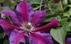 Mrs. Norman Thompson Clematis - 1 Gallon Pot 11 Mrs. Norman Thompson Clematis - 1 Gallon Pot -Flora Bloom Shop clematis mrs n thompson 1