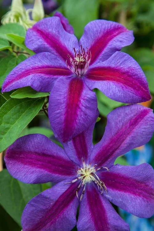 Mrs. Norman Thompson Clematis - 1 Gallon Pot 5 Mrs. Norman Thompson Clematis - 1 Gallon Pot - Image 5