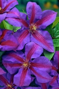 Mrs. Norman Thompson Clematis - 1 Gallon Pot 13 Mrs. Norman Thompson Clematis - 1 Gallon Pot -Flora Bloom Shop clematis mrs norman thompson 20