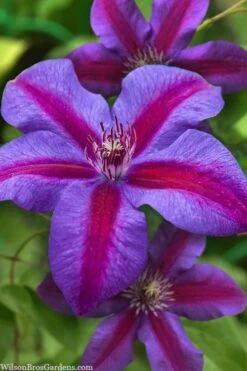 Mrs. Norman Thompson Clematis - 1 Gallon Pot 15 Mrs. Norman Thompson Clematis - 1 Gallon Pot -Flora Bloom Shop clematis mrs norman thompson 21
