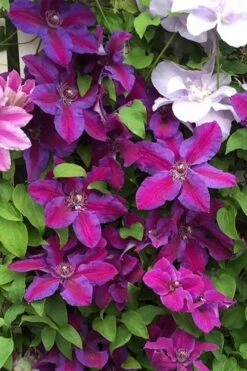 Mrs. Norman Thompson Clematis - 1 Gallon Pot 14 Mrs. Norman Thompson Clematis - 1 Gallon Pot -Flora Bloom Shop clematis mrs norman thompson 25