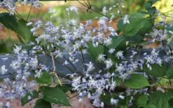 Mrs. Robert Brydon Clematis - 1 Gallon Pot -Flora Bloom Shop clematis mrs robert brydon 11