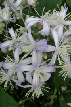 Mrs. Robert Brydon Clematis - 1 Gallon Pot -Flora Bloom Shop clematis mrs robert brydon 3