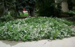 Mrs. Robert Brydon Clematis - 1 Gallon Pot -Flora Bloom Shop clematis mrs robert brydon 4