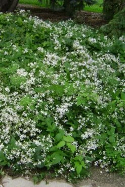 Mrs. Robert Brydon Clematis - 1 Gallon Pot -Flora Bloom Shop clematis mrs robert brydon 6