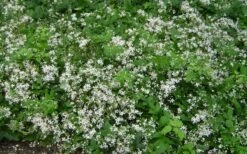 Mrs. Robert Brydon Clematis - 1 Gallon Pot -Flora Bloom Shop clematis mrs robert brydon 7