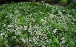 Mrs. Robert Brydon Clematis - 1 Gallon Pot -Flora Bloom Shop clematis mrs robert brydon 8