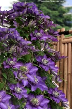 Multi Blue Clematis - 1 Gallon Pot 8 Multi Blue Clematis - 1 Gallon Pot -Flora Bloom Shop clematis multi blue 3