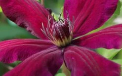Niobe Clematis - 1 Gallon Pot 9 Niobe Clematis - 1 Gallon Pot -Flora Bloom Shop clematis niobe 1