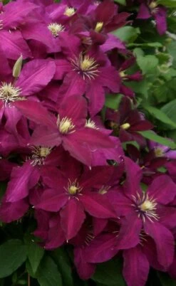 Niobe Clematis - 1 Gallon Pot 10 Niobe Clematis - 1 Gallon Pot -Flora Bloom Shop clematis niobe 2