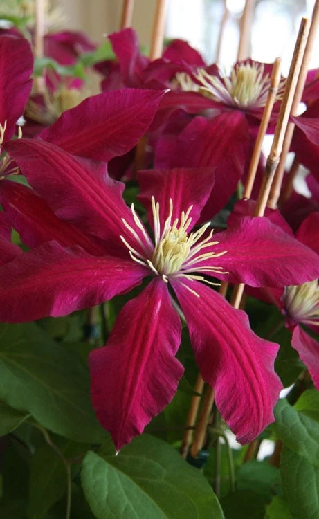 Niobe Clematis - 1 Gallon Pot 1 Niobe Clematis - 1 Gallon Pot