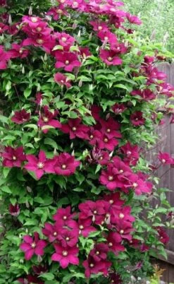 Niobe Clematis - 1 Gallon Pot 11 Niobe Clematis - 1 Gallon Pot -Flora Bloom Shop clematis niobe 5