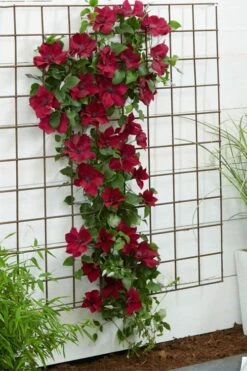 Nubia Clematis - 1 Gallon Pot 15 Nubia Clematis - 1 Gallon Pot -Flora Bloom Shop clematis nubia 1