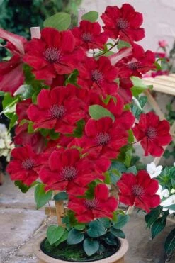 Nubia Clematis - 1 Gallon Pot 12 Nubia Clematis - 1 Gallon Pot -Flora Bloom Shop clematis nubia 3