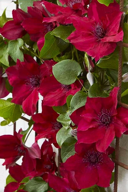 Nubia Clematis - 1 Gallon Pot 6 Nubia Clematis - 1 Gallon Pot - Image 6