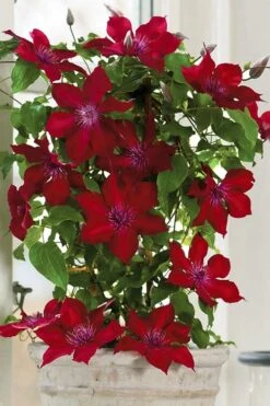 Nubia Clematis - 1 Gallon Pot 14 Nubia Clematis - 1 Gallon Pot -Flora Bloom Shop clematis nubia 5