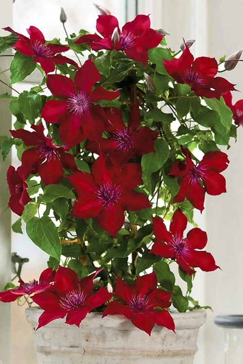 Nubia Clematis - 1 Gallon Pot 7 Nubia Clematis - 1 Gallon Pot - Image 7