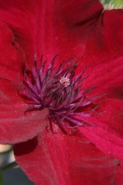 Nubia Clematis - 1 Gallon Pot 11 Nubia Clematis - 1 Gallon Pot -Flora Bloom Shop clematis nubia 6