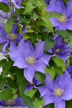 Olympia Clematis - 1 Gallon Pot 12 Olympia Clematis - 1 Gallon Pot -Flora Bloom Shop clematis olympia 2