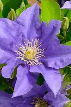 Olympia Clematis - 1 Gallon Pot 13 Olympia Clematis - 1 Gallon Pot -Flora Bloom Shop clematis olympia 3