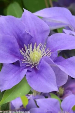Olympia Clematis - 1 Gallon Pot 15 Olympia Clematis - 1 Gallon Pot -Flora Bloom Shop clematis olympia 5