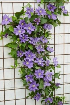 Olympia Clematis - 1 Gallon Pot 14 Olympia Clematis - 1 Gallon Pot -Flora Bloom Shop clematis olympia 6