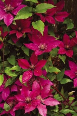 Picardy Clematis - 1 Gallon Pot -Flora Bloom Shop clematis picardy 9