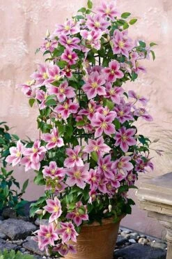 Piilu Clematis (Little Duckling) - 1 Gallon Pot -Flora Bloom Shop clematis piilu 3