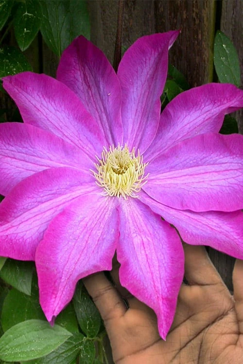 Pink Champagne Clematis - 1 Gallon Pot 1 Pink Champagne Clematis - 1 Gallon Pot
