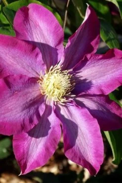 Pink Champagne Clematis - 1 Gallon Pot 13 Pink Champagne Clematis - 1 Gallon Pot -Flora Bloom Shop clematis pink champagne 2