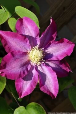 Pink Champagne Clematis - 1 Gallon Pot 12 Pink Champagne Clematis - 1 Gallon Pot -Flora Bloom Shop clematis pink champagne