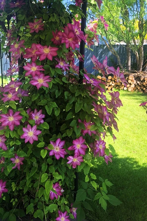 Pink Champagne Clematis - 1 Gallon Pot 6 Pink Champagne Clematis - 1 Gallon Pot - Image 6