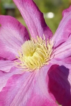 Pink Champagne Clematis - 1 Gallon Pot 15 Pink Champagne Clematis - 1 Gallon Pot -Flora Bloom Shop clematis pink champagne 6