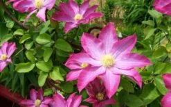 Pink Champagne Clematis - 1 Gallon Pot 16 Pink Champagne Clematis - 1 Gallon Pot -Flora Bloom Shop clematis pink champagne 8