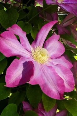 Pink Champagne Clematis - 1 Gallon Pot 17 Pink Champagne Clematis - 1 Gallon Pot -Flora Bloom Shop clematis pink champagne 9