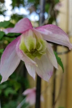 Pink Flamingo Clematis - 1 Gallon Pot -Flora Bloom Shop clematis pink flamingo 3