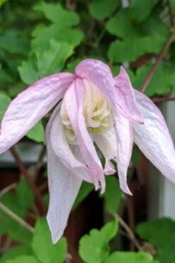 Pink Flamingo Clematis - 1 Gallon Pot -Flora Bloom Shop clematis pink flamingo 6