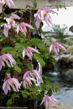 Pink Flamingo Clematis - 1 Gallon Pot -Flora Bloom Shop clematis pink flamingo 9