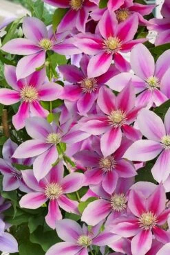Poseidon Clematis - 1 Gallon Pot 10 Poseidon Clematis - 1 Gallon Pot -Flora Bloom Shop clematis poseidon 11
