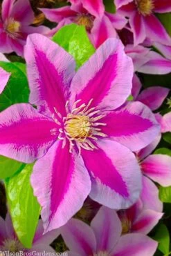 Poseidon Clematis - 1 Gallon Pot 11 Poseidon Clematis - 1 Gallon Pot -Flora Bloom Shop clematis poseidon 12