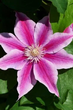 Poseidon Clematis - 1 Gallon Pot 9 Poseidon Clematis - 1 Gallon Pot -Flora Bloom Shop clematis poseidon 9