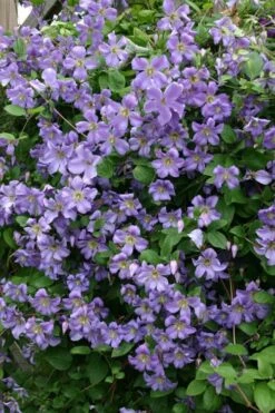Prince Charles Clematis - 1 Gallon Pot -Flora Bloom Shop clematis prince charles 1