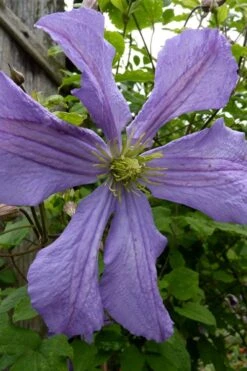 Prince Charles Clematis - 1 Gallon Pot -Flora Bloom Shop clematis prince charles 4