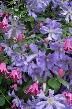 Prince Charles Clematis - 1 Gallon Pot -Flora Bloom Shop clematis prince charles 6