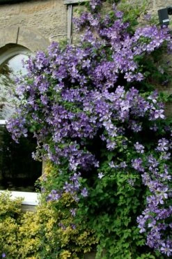 Prince Charles Clematis - 1 Gallon Pot -Flora Bloom Shop clematis prince charles 9