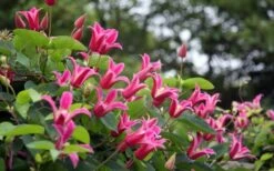 Princess Diana Clematis - 1 Gallon Pot -Flora Bloom Shop clematis princess diana 1