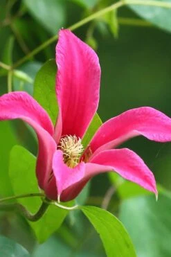 Princess Diana Clematis - 1 Gallon Pot -Flora Bloom Shop clematis princess diana 3